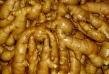 Fresh Yellow Ginger/Ginger Export