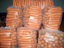 China Red Carrot/ Carrot Export