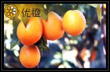  Best   Navel   Oranges  (Fresh Fruits) For  Best  Price Fruit