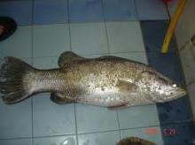 MAHSEER FISH / SULTAN FISH / KELAH FISH