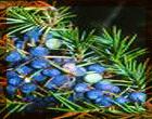  JUNIPER  BERRY OIL