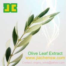 Natural Olea europea  extract   powder 