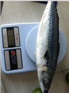 frozen mackerel 500up loaded Sep 2012