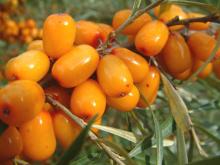 Seabuckthorn Fruit Oil