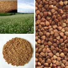 New buckwheat kernel