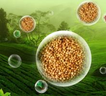 New roasted buckwheat kernels