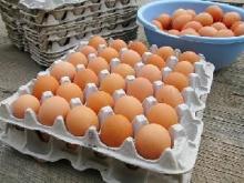 Fresh Quality Chicken Eggs