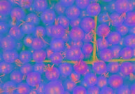 Cherry Tomato