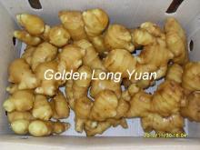 New crop Half air dried ginger