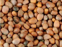 Organic Radish Seeds For Sale