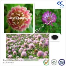 Bulk Supply Natural Pure Red Clover Extract