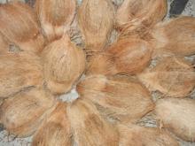 Matured coconut