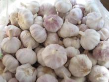 Normal white  garlic ,  loose  packing