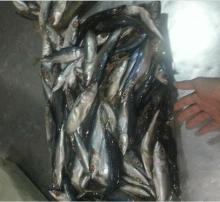 mackerel for tuna feeding