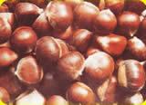  Chest  nut