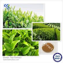 100%  Pure  High Quality  Green   Tea   Extract 