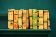  fresh   sugar   cane 