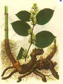  Resveratrol   50 %-98%