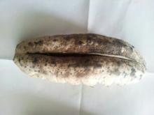 white teat fish sea cumcumber