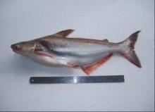 sell pengush,Rohu backgutted,cuttlefish, catfish  thailand