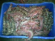 shrimp