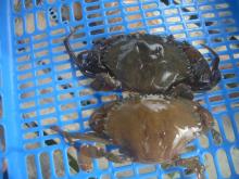 Soft Shell Crab