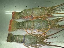 Lobster