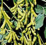 Crude Soybean Oil
