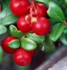 Cranberry Extract