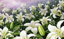 Lily Bulb Extract (Baihe Bulbus Lilii) 10:1