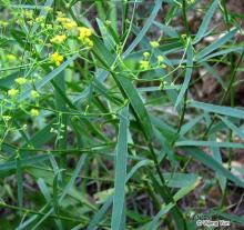 Radix bupleuri P .E