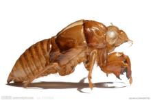 cicada slough P.E