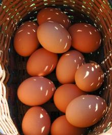 brown/white chicken eggs