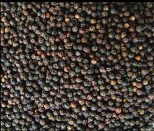  Black   Pepper  Seeds for sale