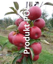 Apple cv. Idared