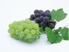 Plant Extract