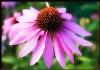 Echinacea Extract.