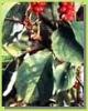 Schisandra extract