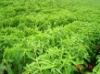stevia extract