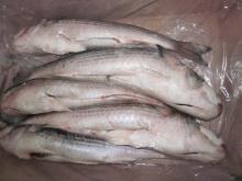  Frozen   Grey   Mullet 