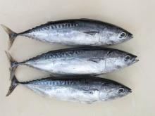 Frozen Bonito/Bullet Tuna/Tuna