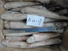 Frozen Chinese Loligo Squid