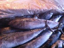 frozen bonito tuna fish