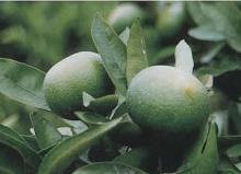Citrus Aurantium extract
