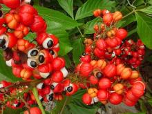 guarana extract