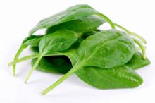  Fresh   Spinach 