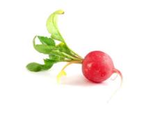  Fresh   Radish 