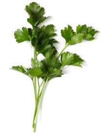  Fresh   Parsley 