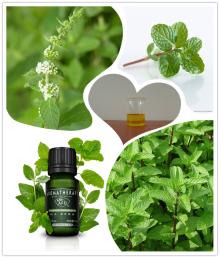 Food Additirves Peppermint  Mentha  Piperata/mint oil/pennyroyal/Menthene