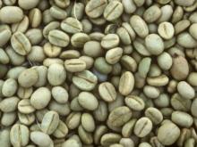 Java Arabica Green  Luwak   Coffee   Bean 